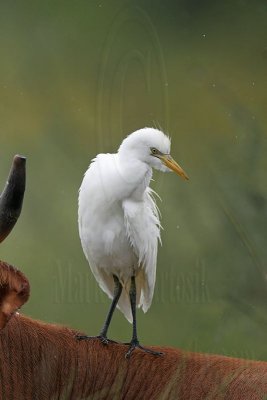 _MG_5247 Cattle Egret.jpg