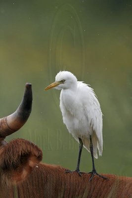 _MG_5251 Cattle Egret.jpg