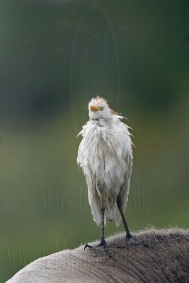 _MG_5279 Cattle Egret.jpg