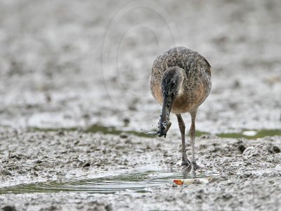 _MG_4504 Clapper Rail.jpg