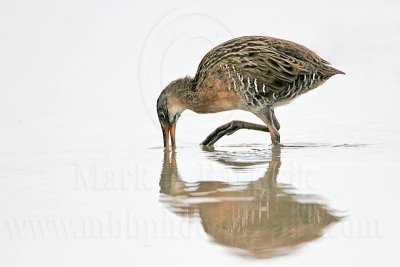 _MG_4853 Clapper Rail.jpg