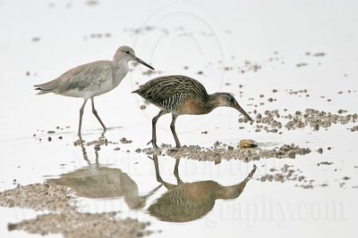 _MG_4678  Clapper Rail.jpg