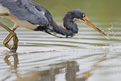 _MG_4093 Tricolored Heron.jpg