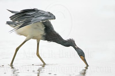 _MG_4639 Tricolored Heron.jpg