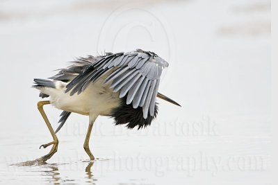 _MG_4764 Tricolored Heron.jpg