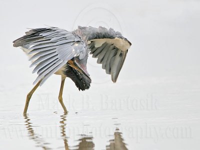 _MG_4768 Tricolored Heron.jpg