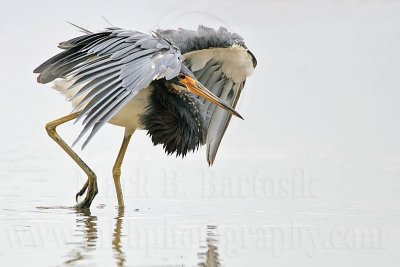 _MG_4770 Tricolored Heron.jpg