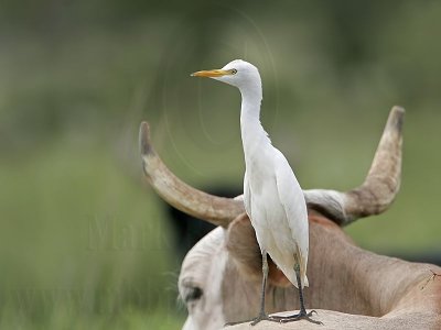 _MG_5912 Cattle Egret.jpg