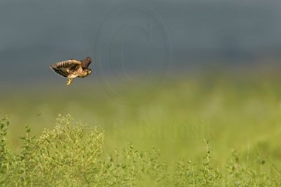 _MG_6944 Merlin.jpg