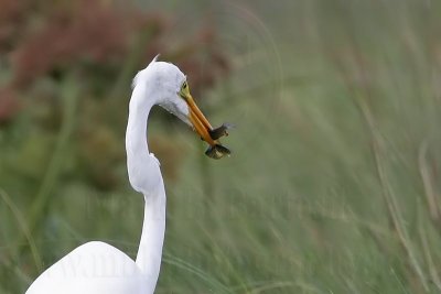 _MG_6974 Great Egret.jpg