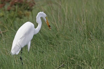 _MG_6993 Great Egret.jpg