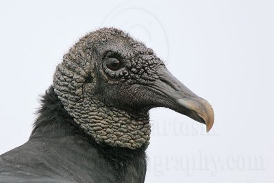 _MG_7037 Black Vulture.jpg