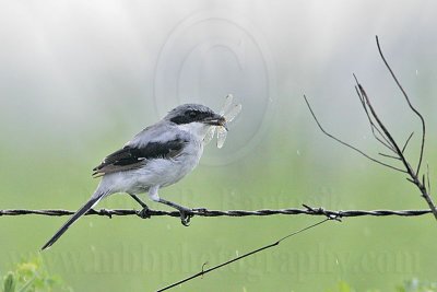 Loggerhead Shrike - Odonata