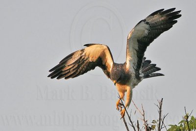 _MG_7275 Swainson's Hawk.jpg