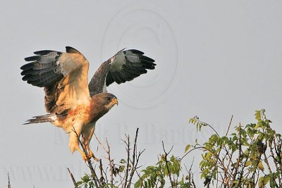 _MG_7285 Swainson's Hawk.jpg