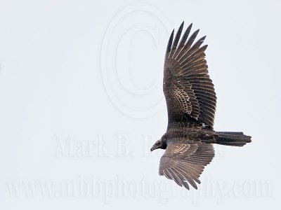 _MG_8581 Turkey Vulture.jpg