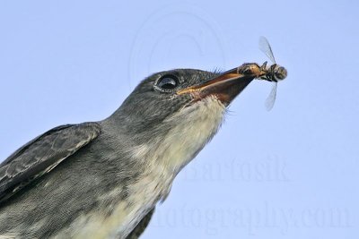 _MG_0056 Olive-sided Flycatcher.jpg