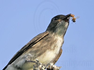 _MG_9977 Olive-sided Flycatcher.jpg