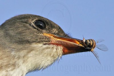 _MG_9981crop2 Olive-sided Flycatcher.jpg