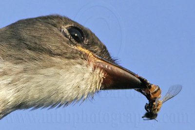 _MG_9982crop Olive-sided Flycatcher.jpg