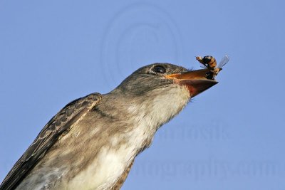 _MG_9987 Olive-sided Flycatcher.jpg