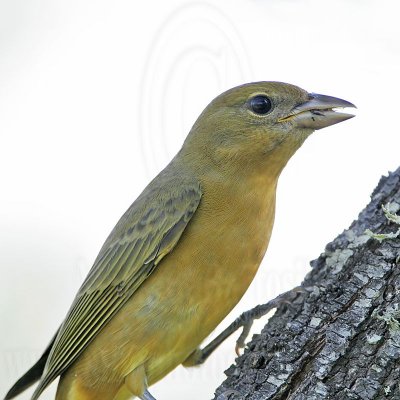 _MG_8204 Summer Tanager.jpg