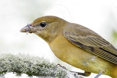 _MG_8978 Summer Tanager.jpg