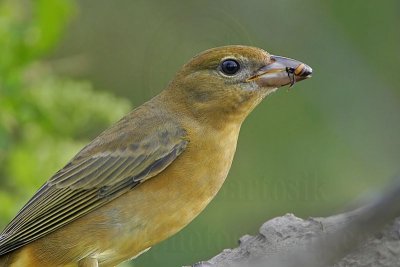 Summer Tanager: Food