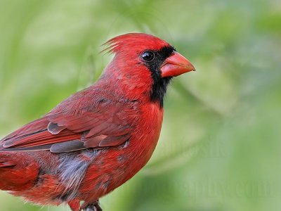 _MG_9722 Northern Cardinal.jpg