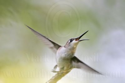 _MG_8394 Ruby-throated Hummingbird.jpg