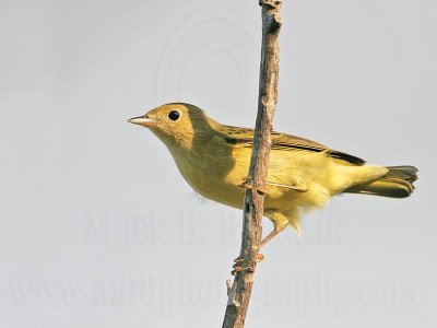 _MG_9789 Yellow Warbler.jpg
