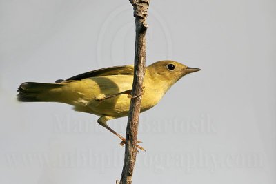_MG_9793 Yellow Warbler.jpg