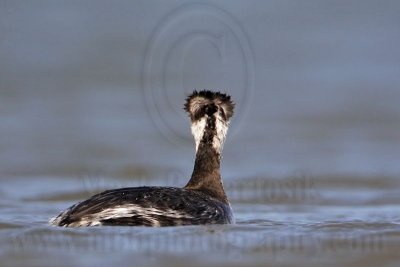 _MG_6538 Horned Grebe.jpg