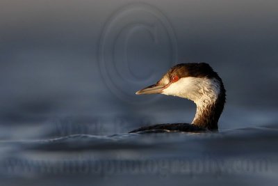 Horned & Eared Grebe - Texas City Dike - November 16, 2007