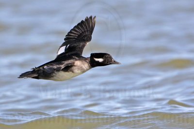 _MG_6006 Bufflehead.jpg