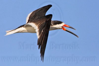 _MG_6957 Black Skimmer.jpg
