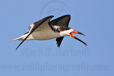 _MG_6959 Black Skimmer.jpg
