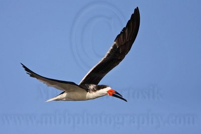 _MG_6963 Black Skimmer.jpg