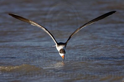 _MG_7015 Black Skimmer.jpg