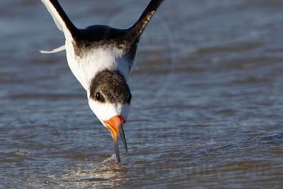 _MG_7015crop Black Skimmer.jpg