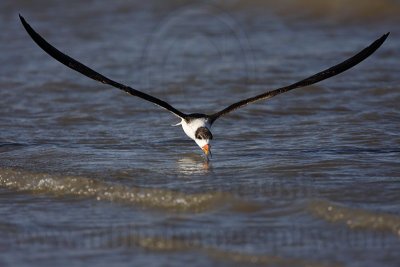 _MG_7018 Black Skimmer.jpg