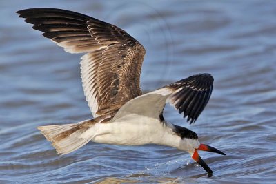 _MG_7028 Black Skimmer.jpg