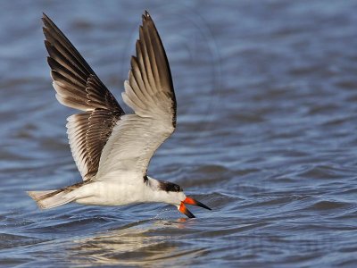 _MG_7033 Black Skimmer.jpg