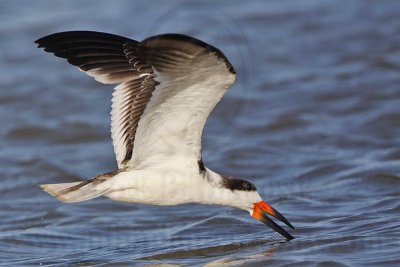 _MG_7034 Black Skimmer.jpg