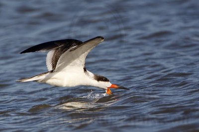 _MG_7043 Black Skimmer.jpg