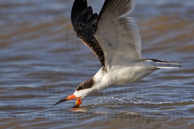 _MG_7061 Black Skimmer.jpg