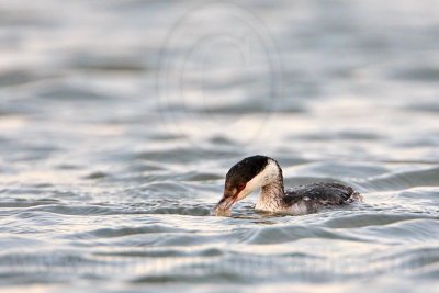 _MG_5174 Horned Grebe.jpg