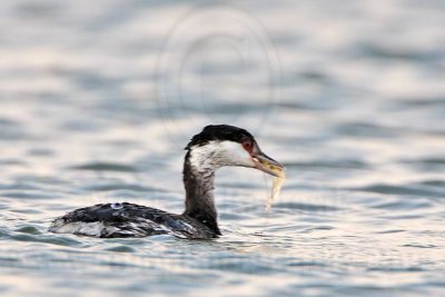 _MG_5413 Horned Grebe.jpg