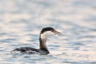 _MG_5420 Horned Grebe.jpg