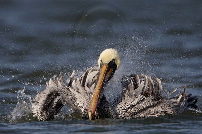 _MG_4017 Brown Pelican.jpg